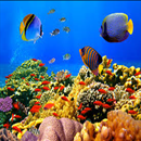 Fish Shark APK