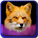 Foxes in the Wood APK