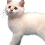 Flappy Kitty Reborn icon