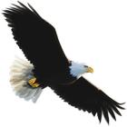 Flappy Eagle icon