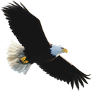 Flappy Eagle aplikacja