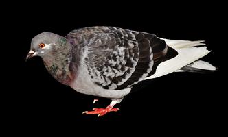 Flippy Dove تصوير الشاشة 3