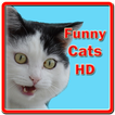 Funny Cats HD