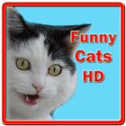 Funny Cats HD ícone