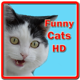 Funny Cats HD ikona