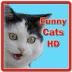 ”Funny Cats HD