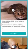 Funny Cats HD 포스터