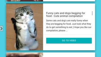 Funny Cats HD imagem de tela 2