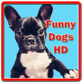 Funny Dogs HD ไอคอน