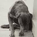 Heartwarming Dog Stories APK