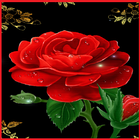 Rose Wallpapers Zeichen