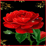 Hoa hồng hình nền أيقونة
