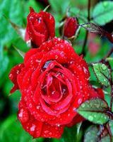 Hoa hồng hình nền स्क्रीनशॉट 2