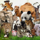 Animals Of Jungle FREE icon