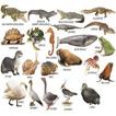 Learn The Names of Animal for Kids
