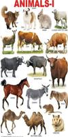 Learn The Names of Animal for Kids Plakat