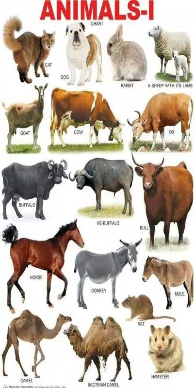 Learn The Names of Animal for Kids APK for Android Download Learn The Names of Animal for Kids APK for Android Download