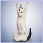 ikon Mèo tập yoga hình nền