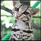 Wild Cat Wallpapers-icoon