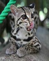 Wild Cat Wallpapers-poster