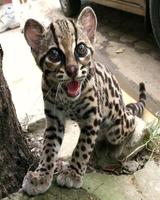 Wild Cat Wallpapers screenshot 2