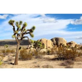 Mojave Desert quiz