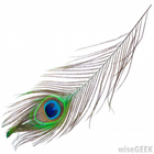 Peacock Wallpaper Live 圖標