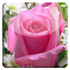 Rose Tele Chat icono