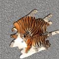 Scratch n Guess Baby Animals