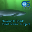 Sevengill Shark Observer