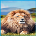 Lion Wallpapers 图标