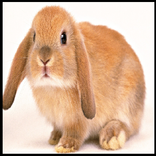 Thỏ cute hình nền