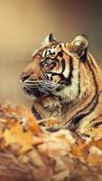 Tiger Wallpaper Changer 海报