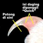 Cara Memotong Kuku dan Paruh Burung Falk icon