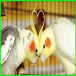 Tips Sukses Beternak Burung Falk APK