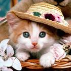 Wallpaper Animal Cute icon