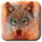 Icona Wolves Live