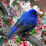 Sounds of nature APK