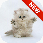 Cats Wallpapers icon