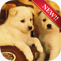 Cute Dog Wallpapers