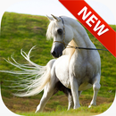 Arabian Horse Wallpapers APK