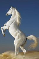 Arabian Horse Wallpapers 스크린샷 2