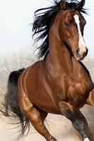 Arabian Horse Wallpapers 스크린샷 3