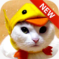 Funny Cat Wallpapers
