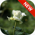 White Roses Wallpapers icono