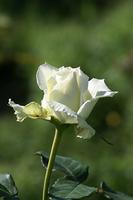 White Roses Wallpapers captura de pantalla 3