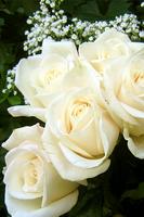 White Roses Wallpapers captura de pantalla 2