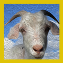 Goat Sounds Mbeek aplikacja