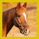 Horse Sounds Free APK