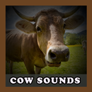 Real Cow Sounds aplikacja